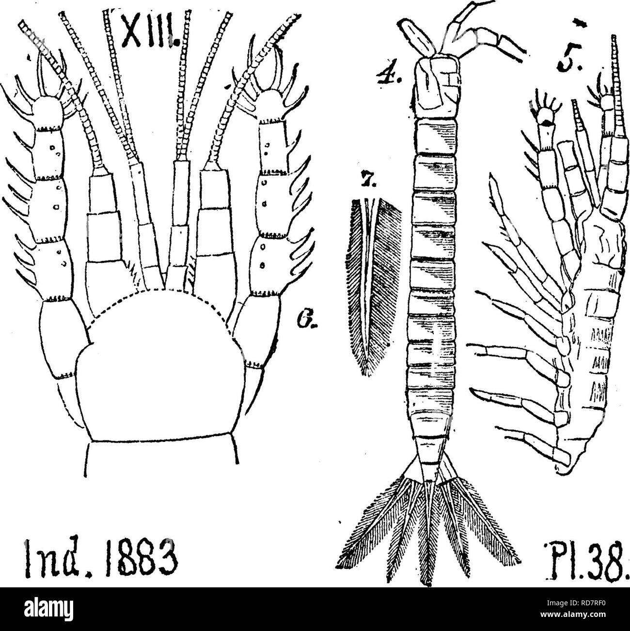 . Ein Wörterbuch der Fossilien von Pennsylvania und Nachbarstaaten in die Berichte und Kataloge der Umfrage benannt... Paläontologie. AOAK. 2 Acanthotelson. Siehe Anhang. Acanthotelson eveni. (Meek & Amp; Worthen, Illinois Bericht 3,1868, s. 551; Standort. Jour. Sci., JUGENDSTRAFANSTALT 46.) CoUett-Diana, 1883, Seite 176, Tafel 38, Abb. 4, zurück, nat-ural Größe; 5, ein weiteres, zerkleinert seitwärts; 6, vordere Beine und eine - teann^e en-in Dia- gramm Larged; T, ein mandrin en-großen d, - in der Illinois Kohle gefunden in großer Fülle. Ind IE 83 Viele solche Fragmente sind Maßnahmen, insbesondere in den Knötchen auf Mazon Stockfoto