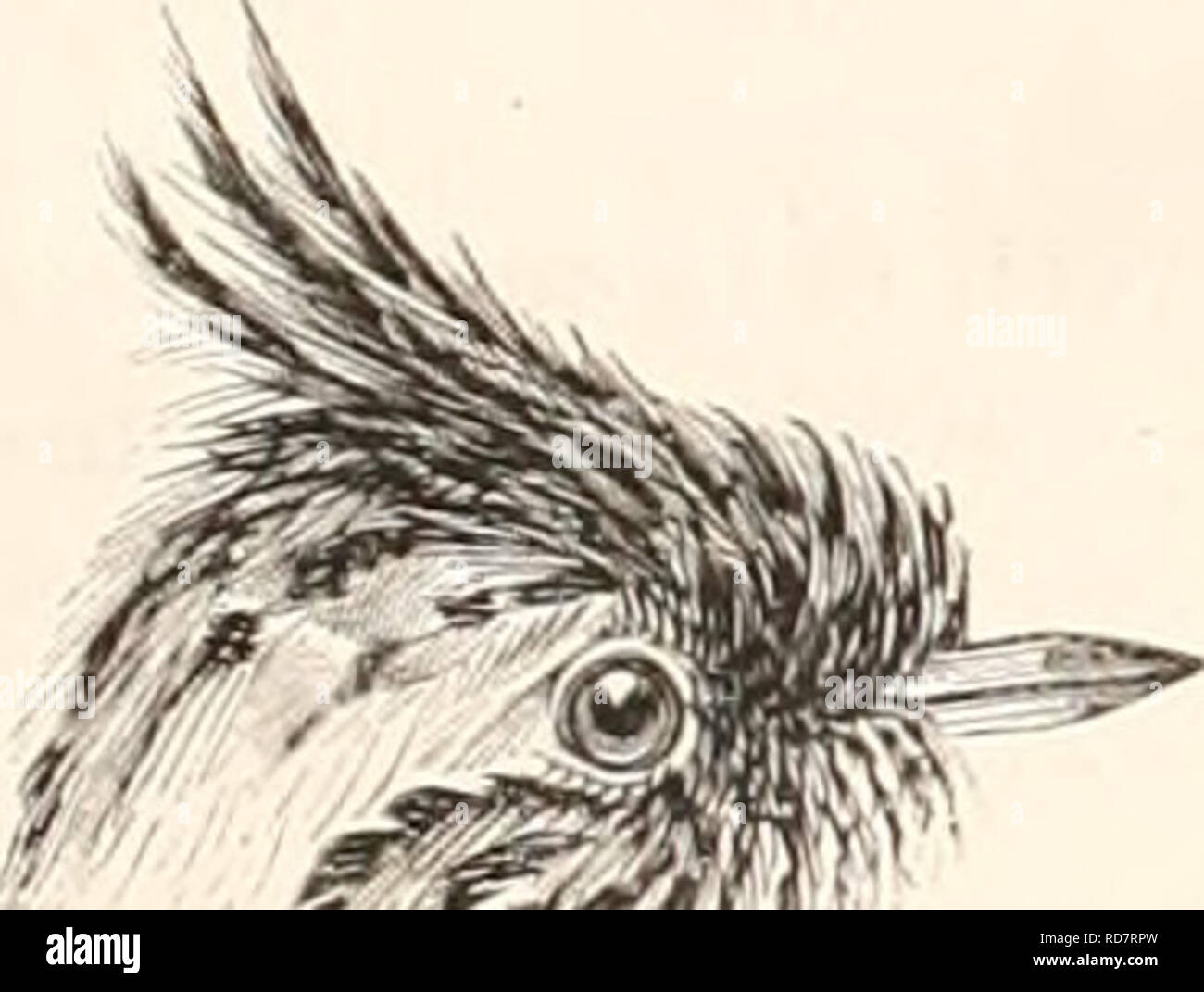 . EncyclopÃ©sterben d'Histoire Naturelle, OE, TraitÃ© complet de cette Wissenschaft d'Après-ski les Travaux des naturalistes les plus Ã © minents de tous les pays et de toutes les Ã©poques: Buffon, Daubenton, LacÃ © pÃ¨de, G.Cuvier, F. Cuvier, Geoffroy Saint-Hilaire, Latreille, De Jussieu, Brongniart, etc. etc., Natural History. OISEAUX. 297 batleni des Ailes, à la maniÃ¨re d'un Oiseau-Mouflie, pour saisir une proie dans nu endroit dii Elle ne peut se Poser... Beaucoup niellent au sein de bois; leur nid est ouvert en dessus et Couvert de li-chen. [Voij. dans l'Amer, mcrid.) MUSCIPAROIDE.^ TOUPET. EimiSEA S Stockfoto