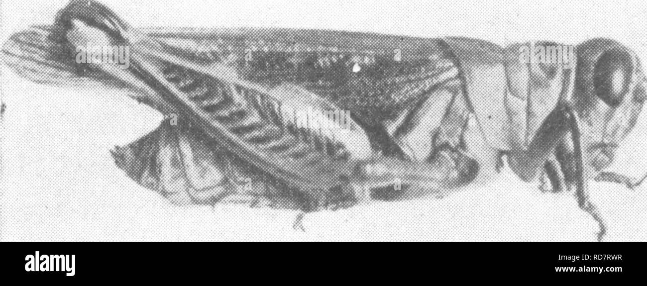 . Die Enzyklopädie der praktischen Gartenbau; eine Referenz System der kommerziellen Gartenbau, über die praktische und wissenschaftliche Phasen der Gartenbau, mit besonderem Bezug auf Obst und Gemüse;. Gartenarbeit; Obst - Kultur; Gemüseanbau. 1138 ENZYKLOPÄDIE DER PRAKTISCHEN GARTENBAU Referenz Ohio Experiment Station Bulletin 233. Heuschrecken Heuschrecke yalley Scudd Edaleonotus Enigma. Allgemeines Erscheinungsbild Einer der kleineren Arten, die Erwachsenen etwa ein Viertel eines Zoll lang. Die allgemeine Farbe ist gelb mit rot-Teller hue rund um die Augen. Das dorsum und carinae des Th Stockfoto