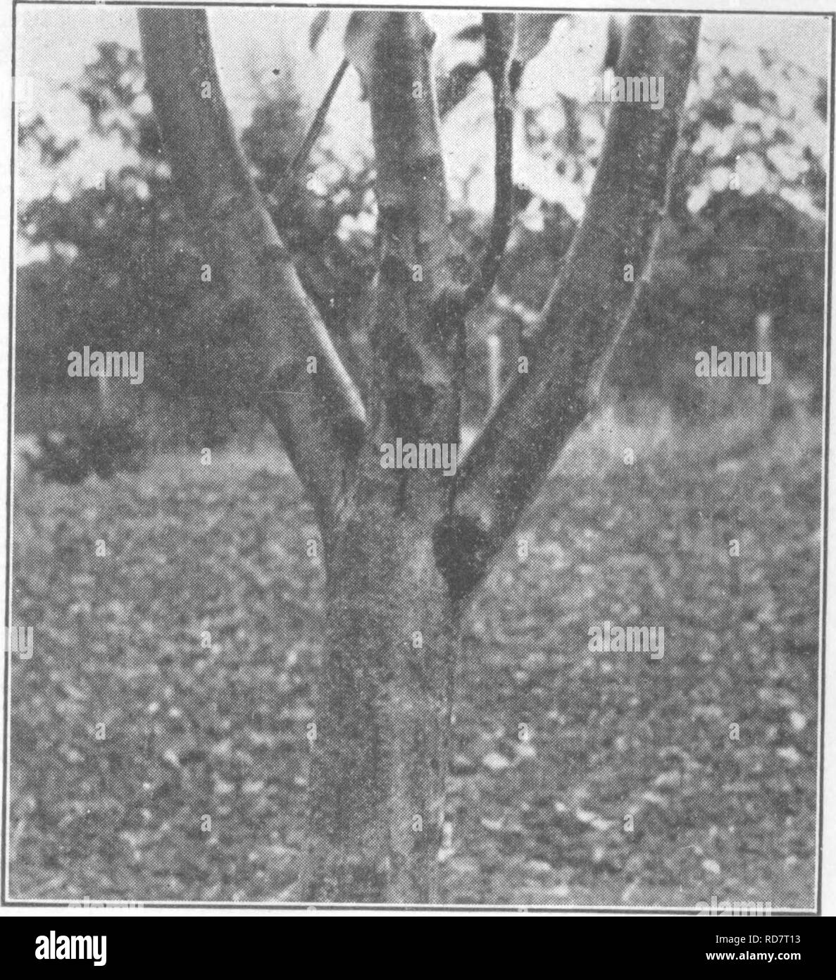 . Die Enzyklopädie der praktischen Gartenbau; eine Referenz System der kommerziellen Gartenbau, über die praktische und wissenschaftliche Phasen der Gartenbau, mit besonderem Bezug auf Obst und Gemüse;. Gartenarbeit; Obst - Kultur; Gemüseanbau. 1622 ENZYKLOPÄDIE DER PRAKTISCHEN GARTENBAU Tlie Keim der Erreger dieser Krankheit verursacht benannt wird durch Bakteriologen" "Bacillus amylovorus." "Für unsere Zwecke der Diskussion, die wir es der pear-oiight Bazillus nennen könnten, die PEAR-blight Keim oder der pear-blight Mikrobe, all diese Begriffe bedeuten praktisch die gleiche Sache. Diese Keime sind unter den mi Stockfoto