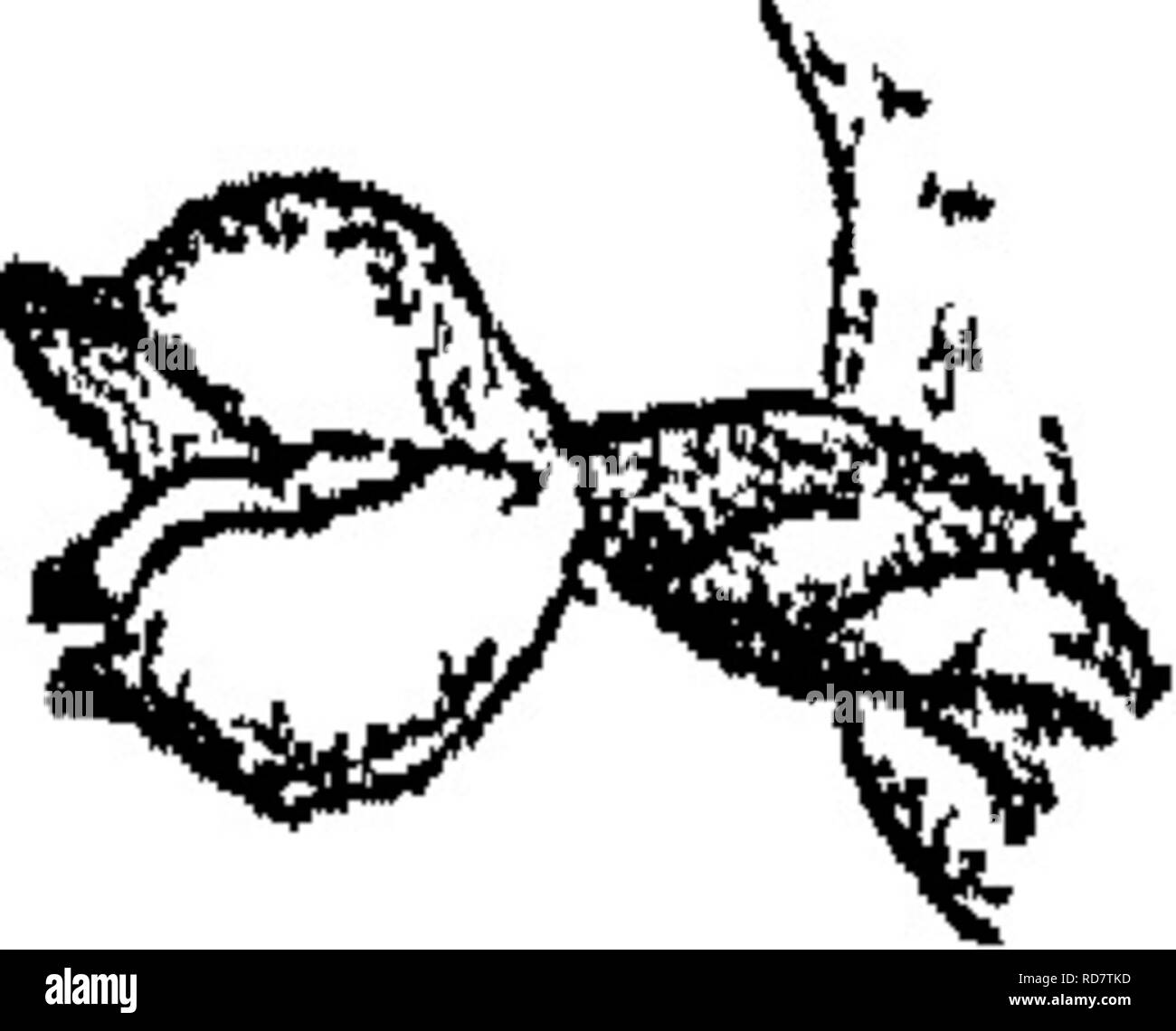 . Die Orchideen von New England; ein beliebter Monographie. Orchideen. 126 DIE ORCHIDEEN VON NEW ENGLAND. Ich nicht oft eine Rassel - Schlange Wegerich in der Blüte zu finden; und Eine erfahrene Botaniker, deren Reisen in unserem Staat ein breites und abwechslungsreiches Fläche des Landes abdecken, versichert mir, (1883), dass er nicht über eine blühende Muster hat für zwei Jahre kommen, obwohl es gibt kaum ein Patch des Holzes beliebiger Größe, die nicht beide Arten enthalten. Ich geschah, in einem kleinen Wäldchen hemlocks vor zwei Jahren, im September, und zu bemerken, dass diese Orchideen ziemlich reichlich vorhanden waren, zählten sie etwa. Aus * 200 Pflanzen von G. pubescens Stockfoto