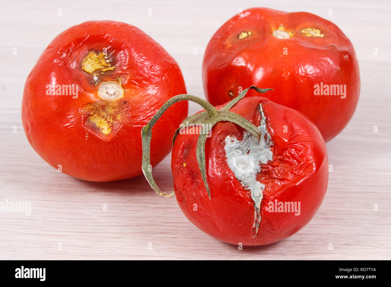 Alte faltige verschimmelte Tomaten an Bord, ungesund und ekelhaftes Essen Stockfoto