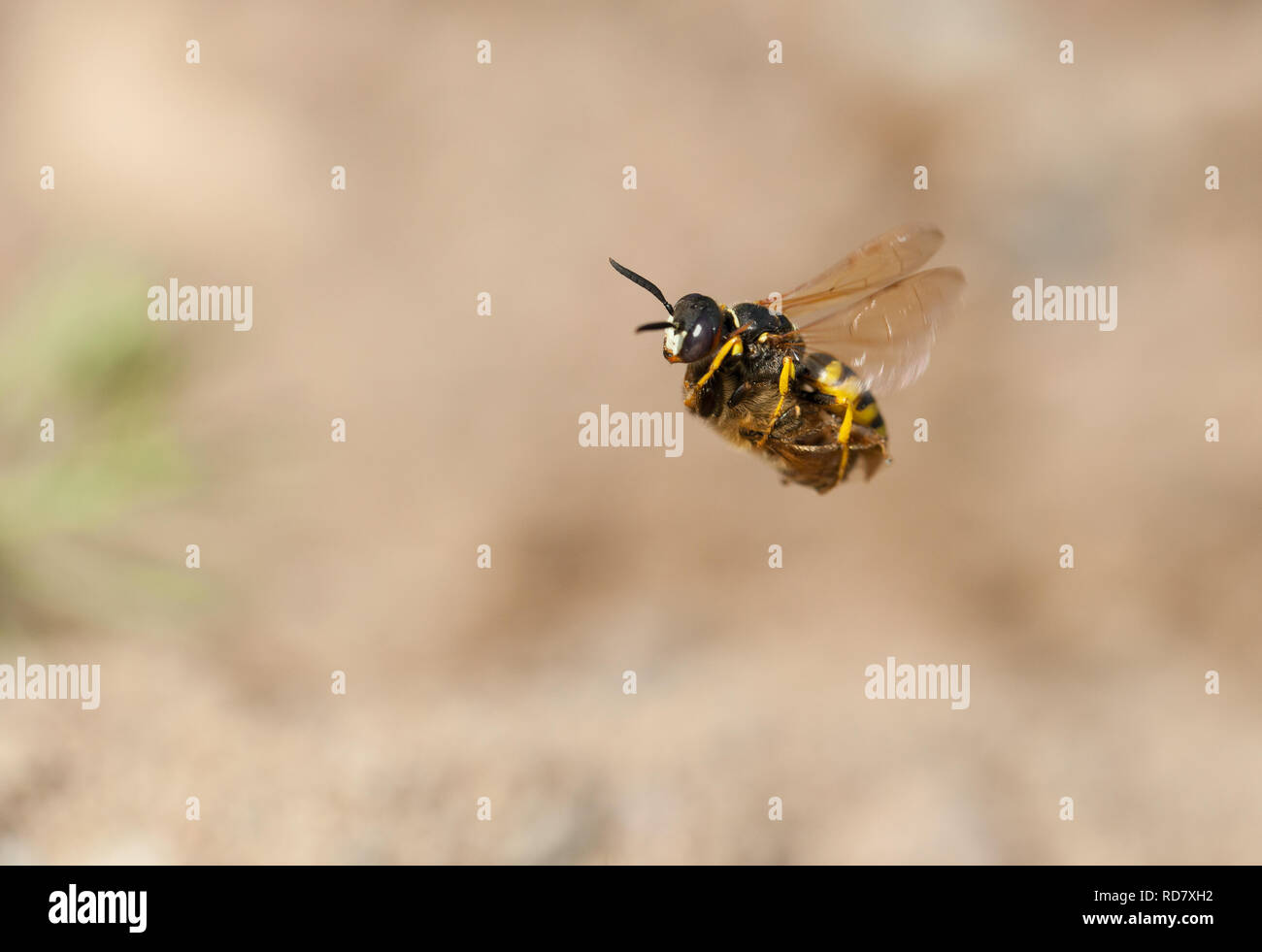 Europäischen beewolf im Flug die Beute zum Nest Stockfoto