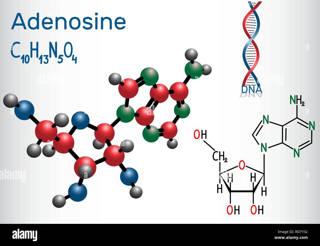 Adenosin-Purin-nukleosid-Molekül, ist wichtiger Teil der ATP, ADP, cAMP, RNA, DNA. Strukturelle chemische Formel und Molekül-Modell. Vektor illustr Stock Vektor