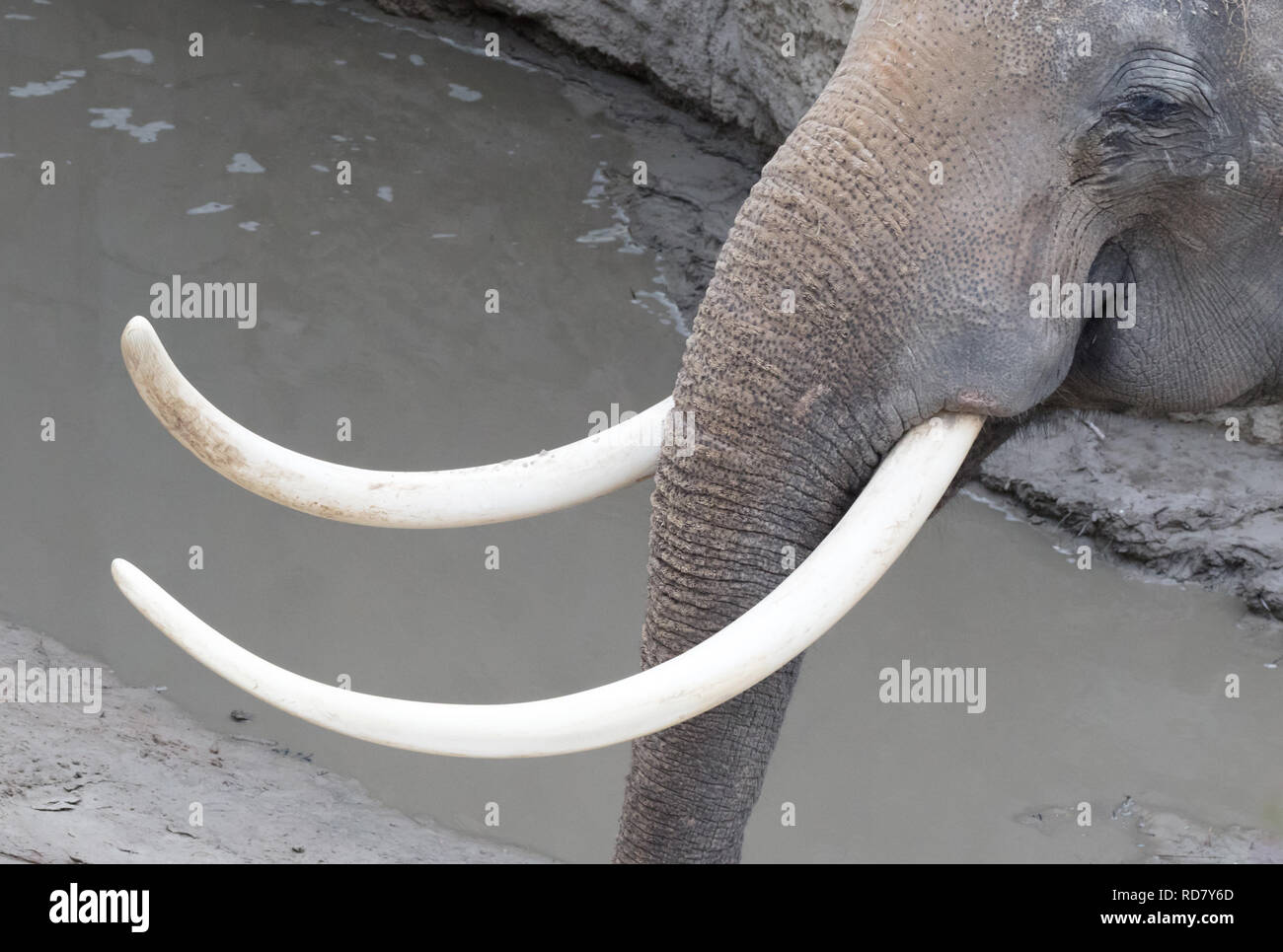 Nahaufnahme von Elephant Tusk, Erwachsener, Weiß Stockfoto