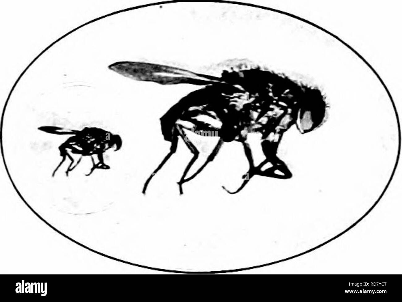 . Schädigende Insekten: Wie zu erkennen und zu steuern. Insekten und Schädlinge. 374 FESTS DER INLÄNDISCHEN AXIMALS die Schraube-worm (Chrysomyia macellaria Fab.) offenen Wunden oder sogar den Stich von Zecken bilden den Nährboden der weißlichen Maden dieser Spezies. Eier sind in großer Zahl an solchen Orten durch die Erwachsenen fliegen, und die Jungen graben in den umliegenden Geweben, später eingeben - ing den Boden zu verwandeln. Es maj - mehrere Gattungen werden jährlich". Sofortige Behandlung von Wunden, und eintauchen in Kie Zecken oder zu verhindern, sind die besten Maßnahmen zu ergreifen. Bei der Behandlung von Wunden Stockfoto