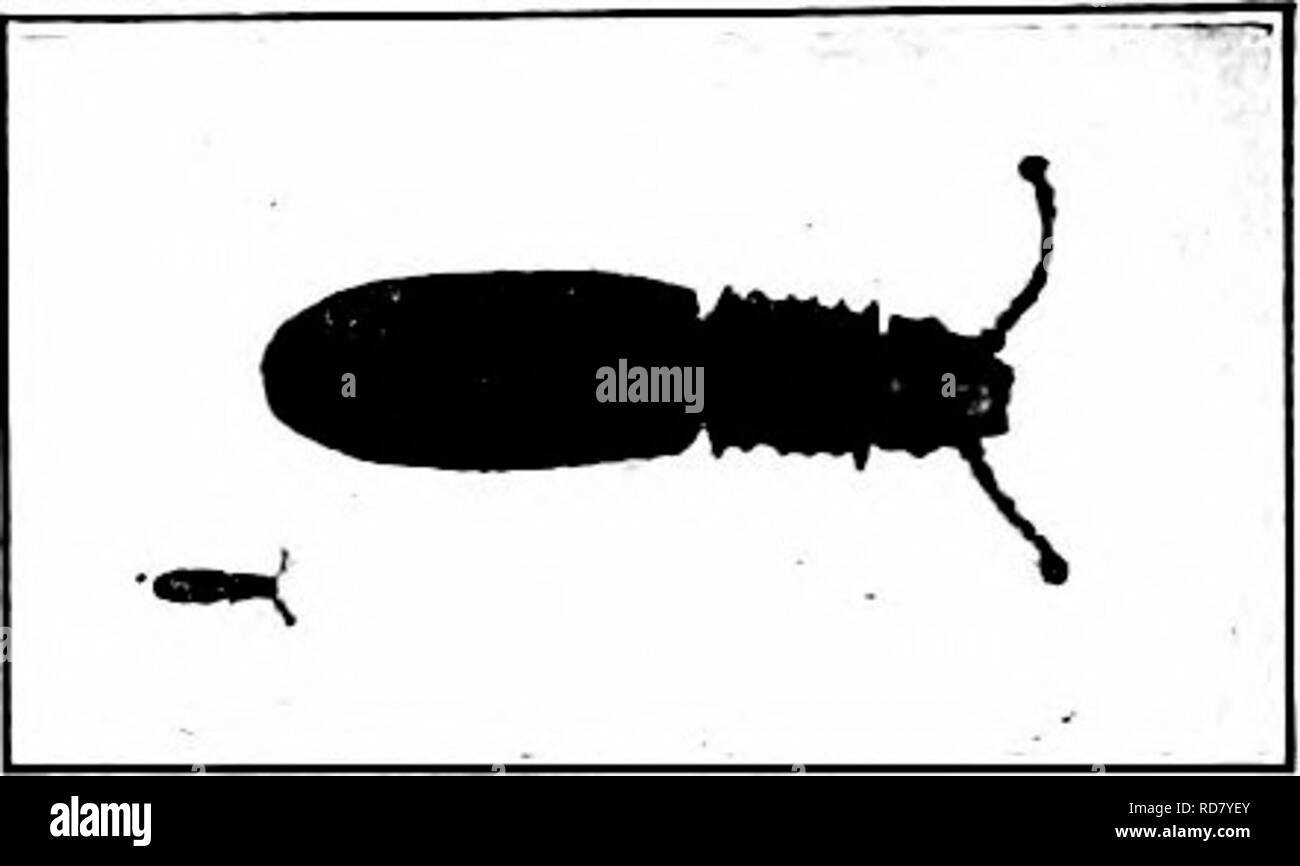 Schadigende Insekten Wie Zu Erkennen Und Zu Steuern Insekten Und