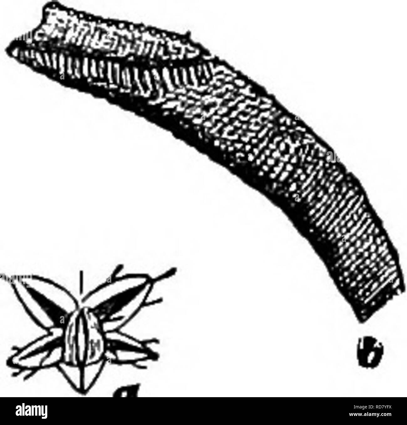 . Insekten leben; eine Einführung in die Natur studieren und ein Handbuch für Lehrer, Studenten und andere in der Tür Leben interessiert. Entomologie; Natur studieren. Teich leben. 133. gefunden werden, die an seinen behindern Bär - Ende einer Rosette von fünf plättchenförmigen Lappen; dies ist in Abb. 1 gezeigt. 109. Diese Rosette kann nur unvollkommen mit einem guten Objektiv gesehen werden. Wenn eine Larve die Oberfläche erreicht es breitet sich aus der R6 Sette auf der Fläche, die Bojen in der gleichen Weise, wie wir gesehen haben, eine Nadel durch diesen Film unterstützt (siehe Experiment habe ich, pagre 104). Der Körper der fiq-109.-", Ende,. ,. ,,. ,,,. Atmung - Rohr von der La Stockfoto