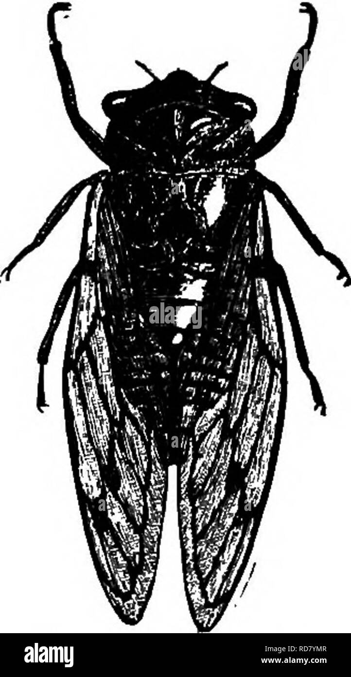 . Insekten leben; eine Einführung in die Natur studieren und ein Handbuch für Lehrer, Studenten und andere in der Tür Leben interessiert. Entomologie; Natur studieren. Klassifizierung von Insekten. 77 Und ihr Blut saugen. Es gibt mehrere Arten, befallen Menschen. Unterordnung Homoptera (Ho-Mop'te-ra).- Die Ho-moptera beinhaltet Insekten von breit diversifizierten Form, aber die stimmen jedoch überein, in der sich die Flügel beim Präsentieren der gleichen Stärke durch, und in der Regel Dachschräge - wie an den Seiten des Körpers im Ruhezustand, und in in der Schnabel von der unteren Seite des Kopfes (Bild ergeben. 59). Amo Stockfoto