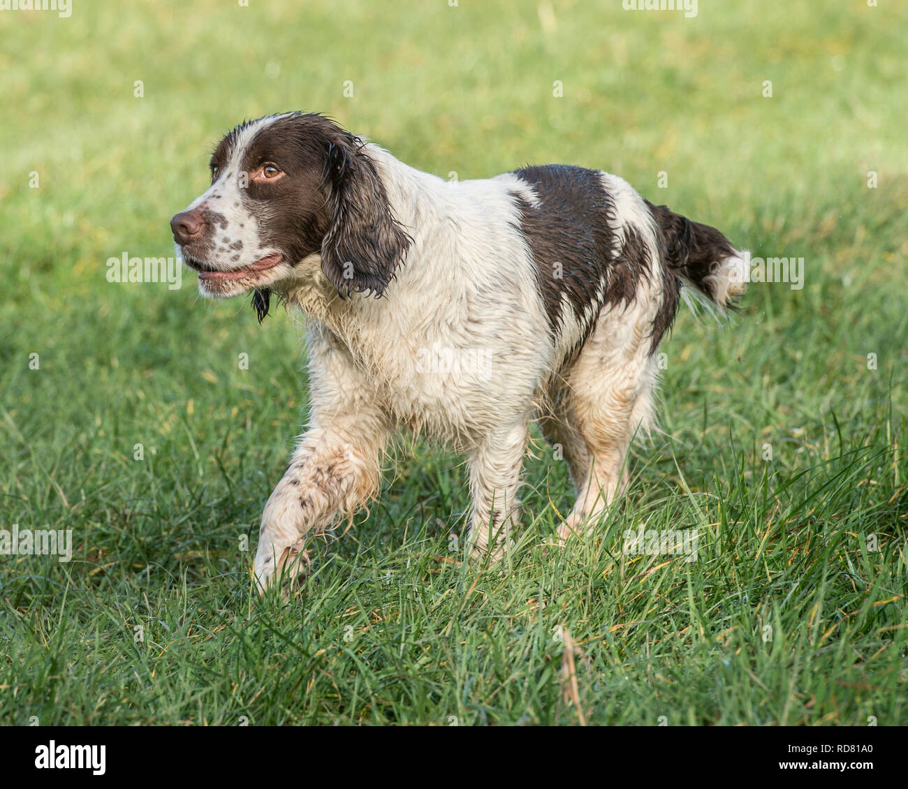 Springer Spaniel auf einem Spaziergang Stockfoto