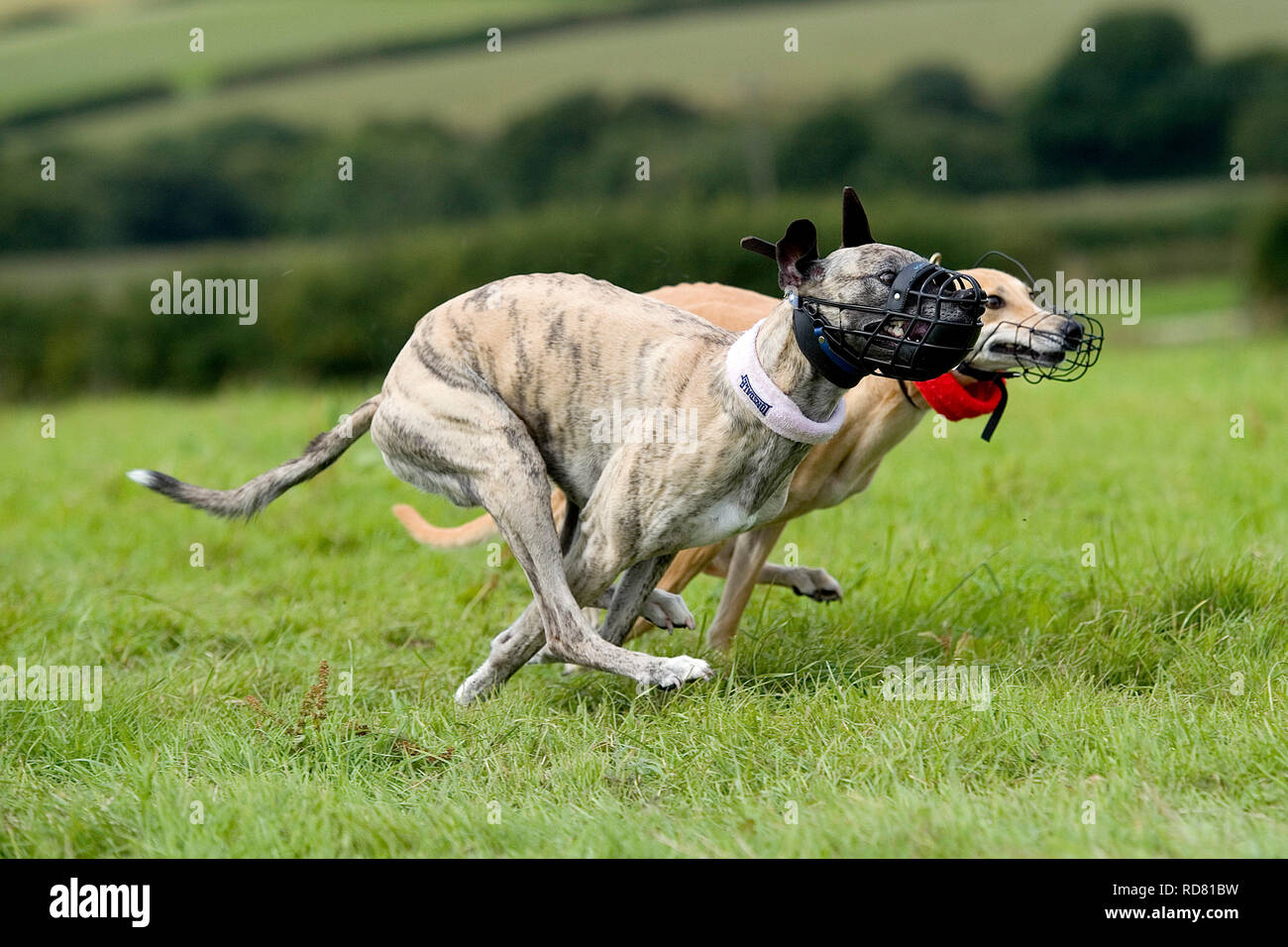 Windhunde, locken Coursing Stockfoto