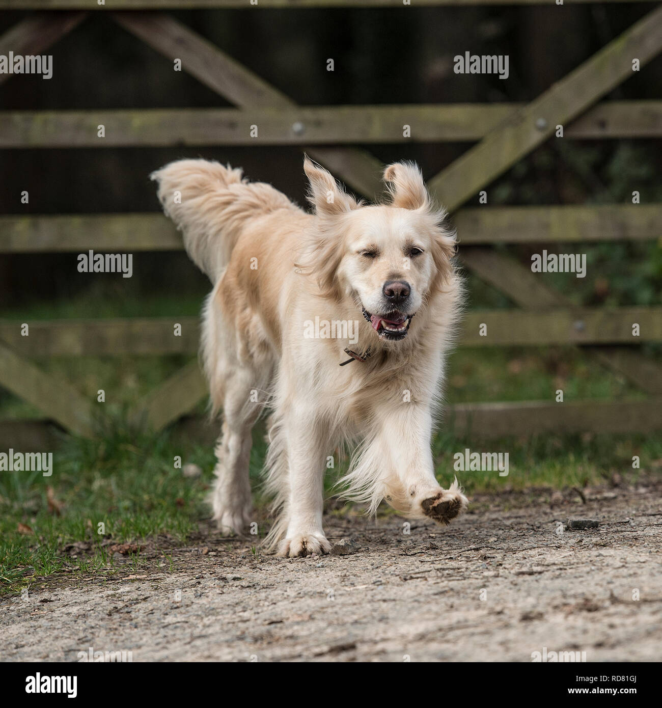 golden Retriever läuft auf einem Spaziergang Stockfoto