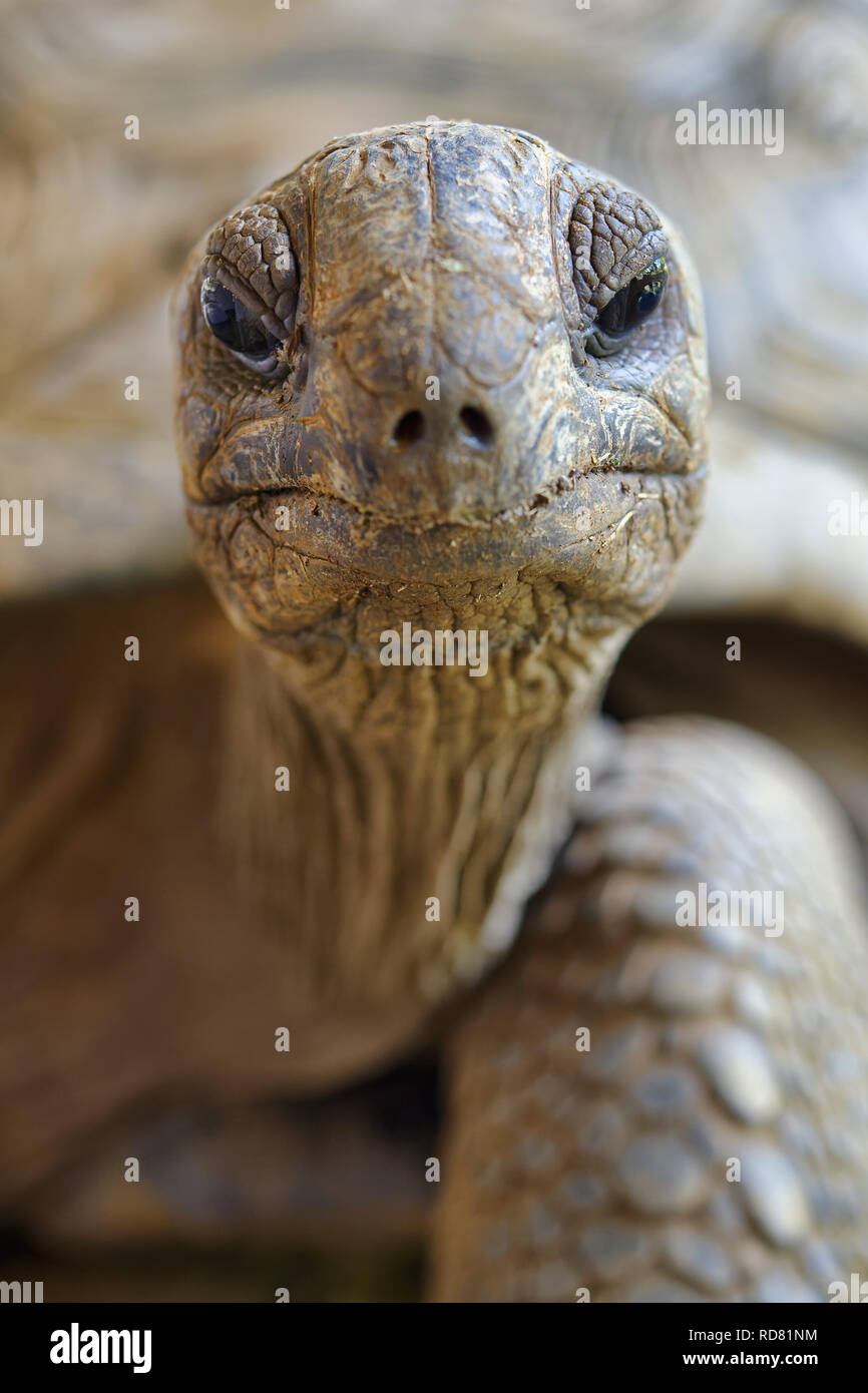 Riesenschildkröte - Aldabrachelys gigantea Stockfoto