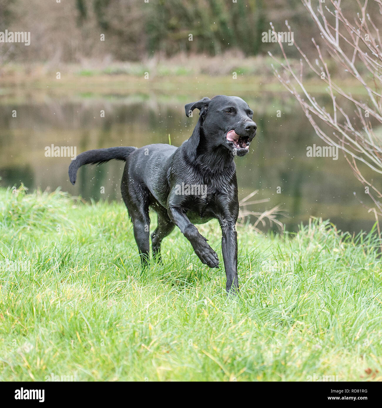 Schwarzer labrador Retriever auf einem Spaziergang Stockfoto