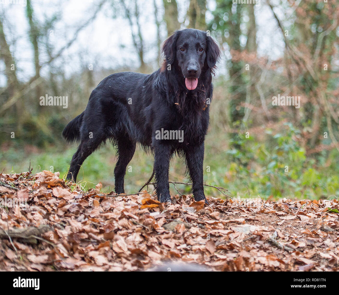 long haired black retriever