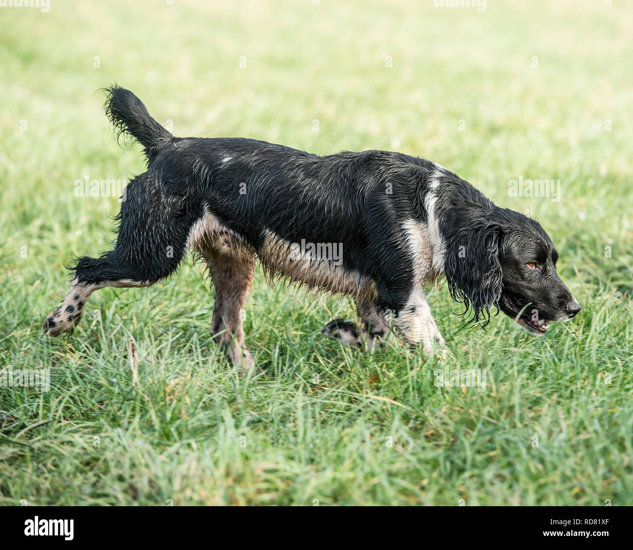 english springer Spaniel trabben im Gras Stockfoto