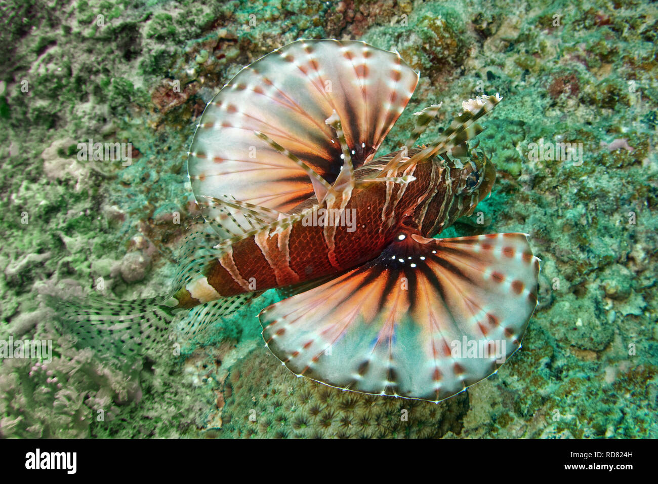 Dendrochirus zebra - Zebra lionfish Stockfoto