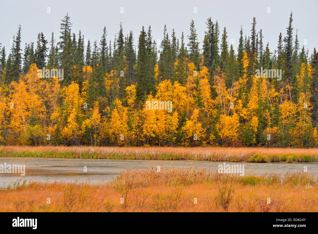 Herbst Feuchtgebiet mit Espen und Tannen, Yellowknife, Nordwest-Territorien, Kanada Stockfoto