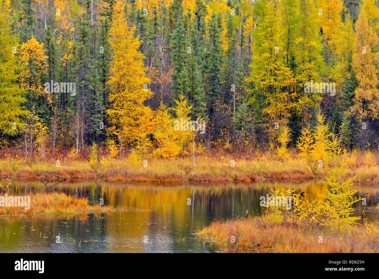 Herbst Lärchen, Highway 3 in der Nähe von Great Slave Lake, Northwest Territories, Kanada Stockfoto