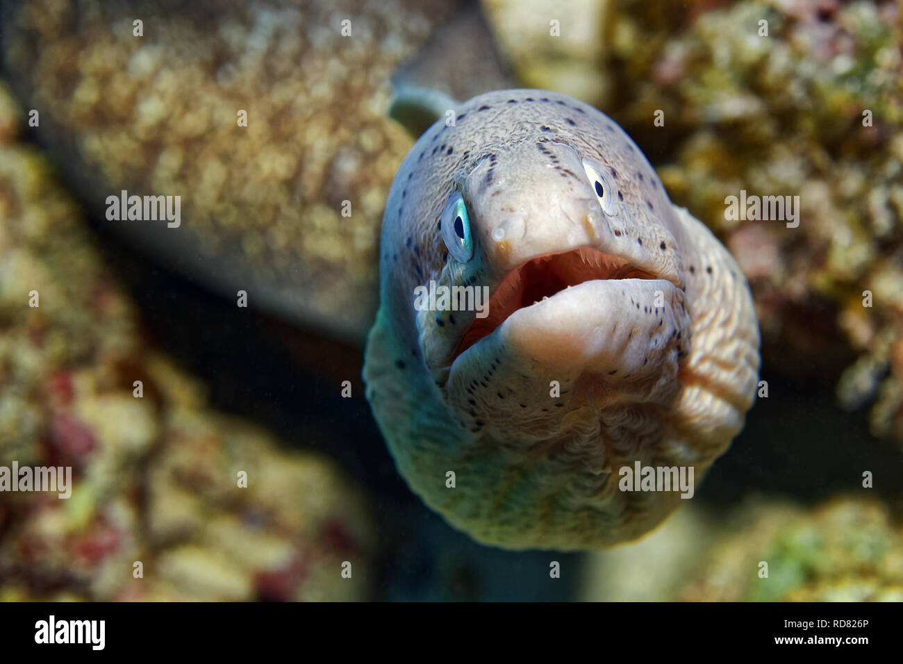 Geometrische Moray, Siderea grisea Stockfoto