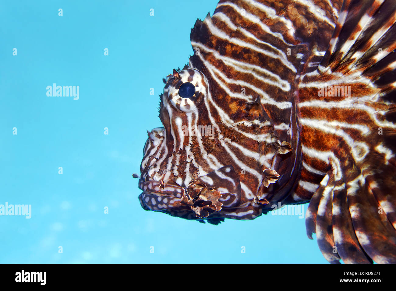 Common lionfish / Teufel firefish - pterois Miles Stockfoto