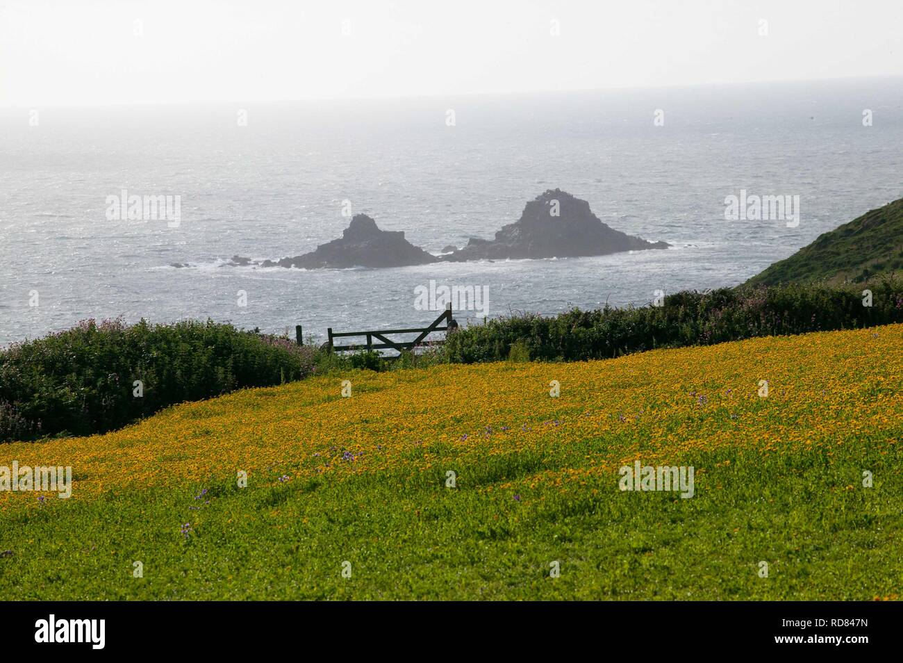 Mais Ringelblume (Chrysanthemum segetum) und Cornwall, Nationa; l Trustvermögen mit landwirtschaftlicher Blumen/Unkräuter. Stockfoto