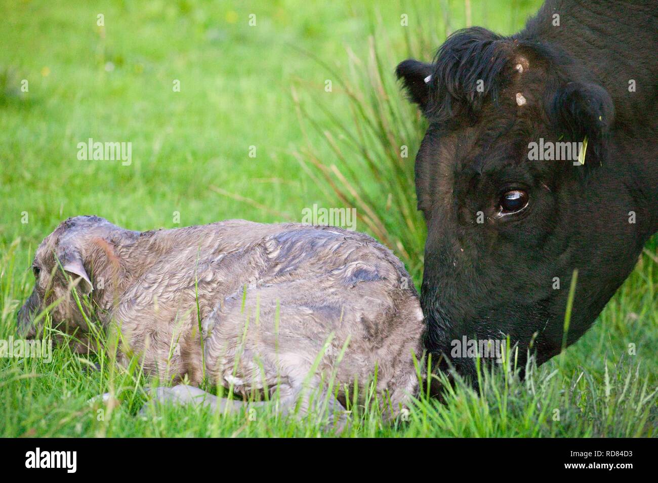 Welsh schwarze Kuh gerade geboren haben, zu einem Kreuz Charolais Kalb in der Wiese gezüchtet. Stockfoto