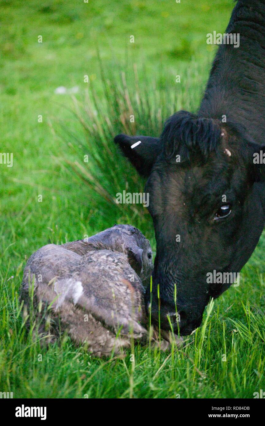 Welsh schwarze Kuh gerade geboren haben, zu einem Kreuz Charolais Kalb in der Wiese gezüchtet. Stockfoto