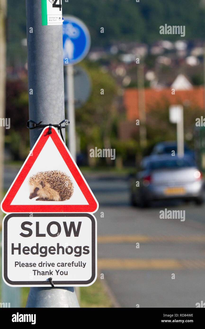 Igel (Erinaceus europaeus), Zeichen warnen nicht zu schnell zu fahren und gefährdete Igel, die versuchen, die Straße im städtischen Bereich zu töten. Stockfoto