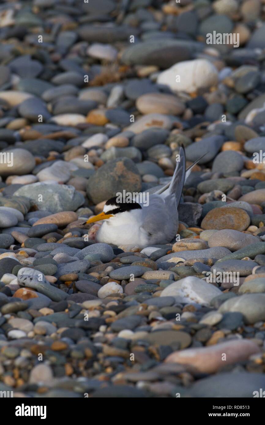 Vöglein Seeschwalbe (Sterna Albifrons) nisten auf Nest in Kieselsteinen markiert / Schindel von Birdwatch Ireland. Leitarten des Klimawandels. Stockfoto