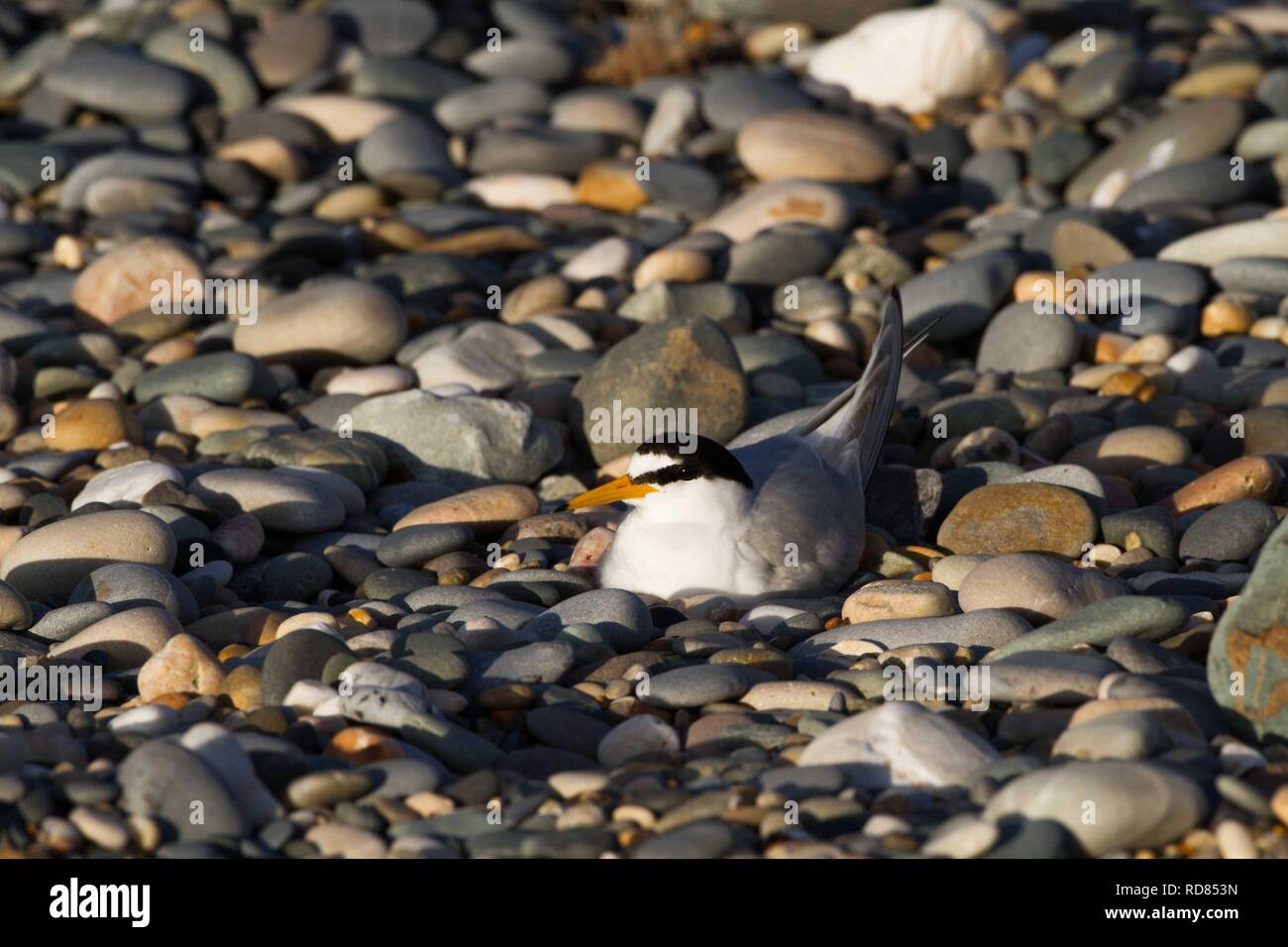 Vöglein Seeschwalbe (Sterna Albifrons) nisten auf Nest in Kieselsteinen markiert / Schindel von Birdwatch Ireland. Leitarten des Klimawandels. Stockfoto