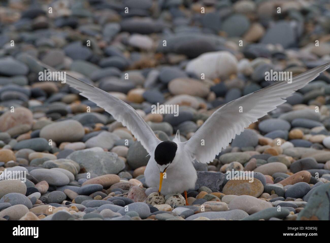 Zwergseeschwalbe (Sterna Albifrons) am Nest anreisen Fischerei auf Sandaal, ändern Indikatorarten für Klima. Nisten auf Schindel Grat. Stockfoto