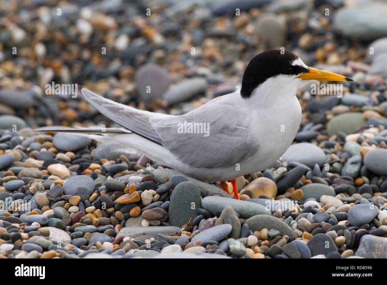 Zwergseeschwalbe (Sterna Albifrons) Erwachsene auf Schindel Grat, auf dem er nistet. Stockfoto