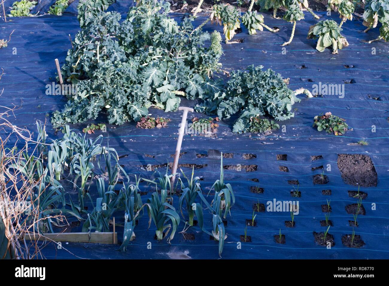 Porree/Lauch und Purple Sprouting Brocoli wachsen durch material Unkraut zu beseitigen, Stockfoto