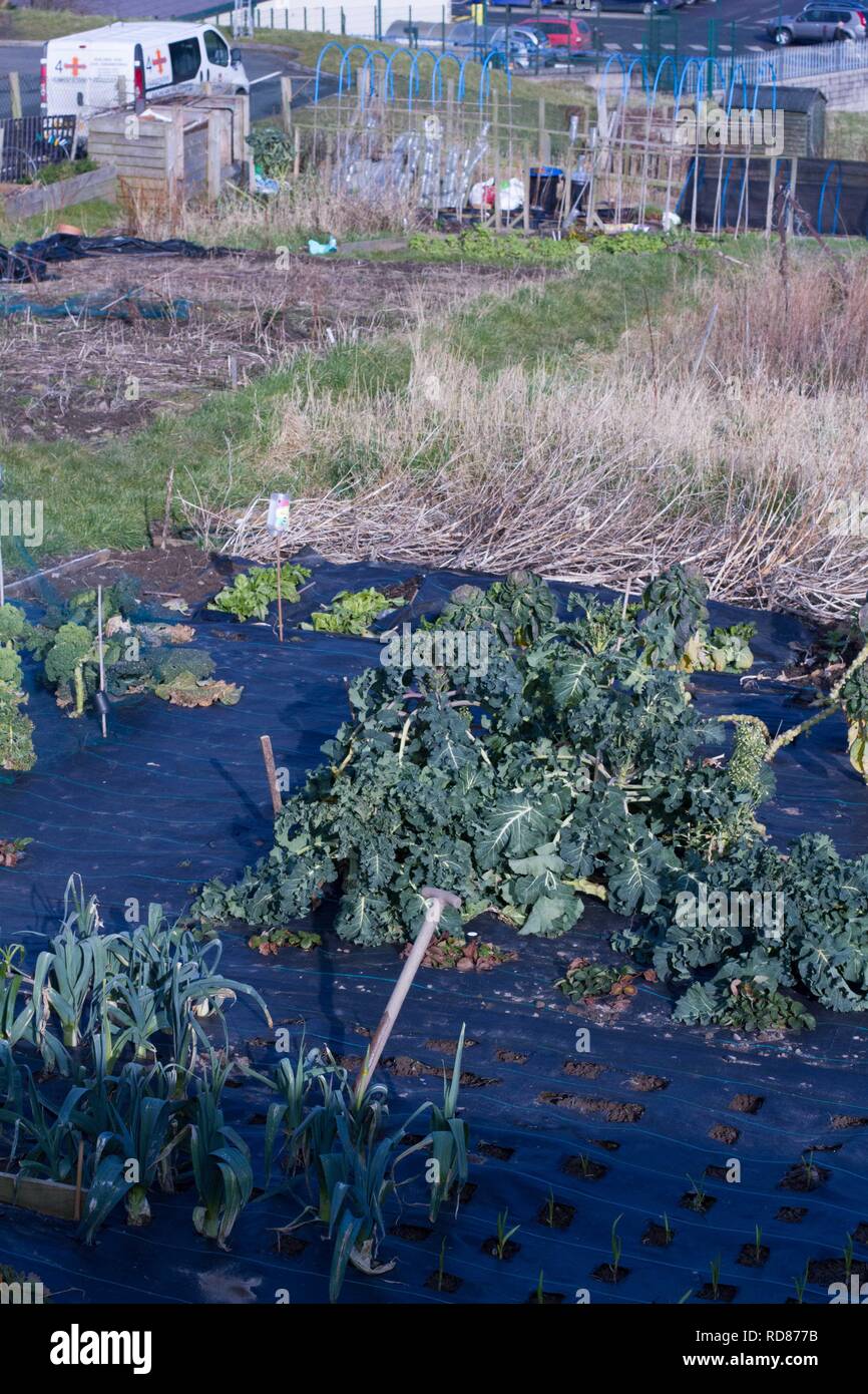 Porree/Lauch und Purple Sprouting Brocoli wachsen durch material Unkraut zu beseitigen, Stockfoto