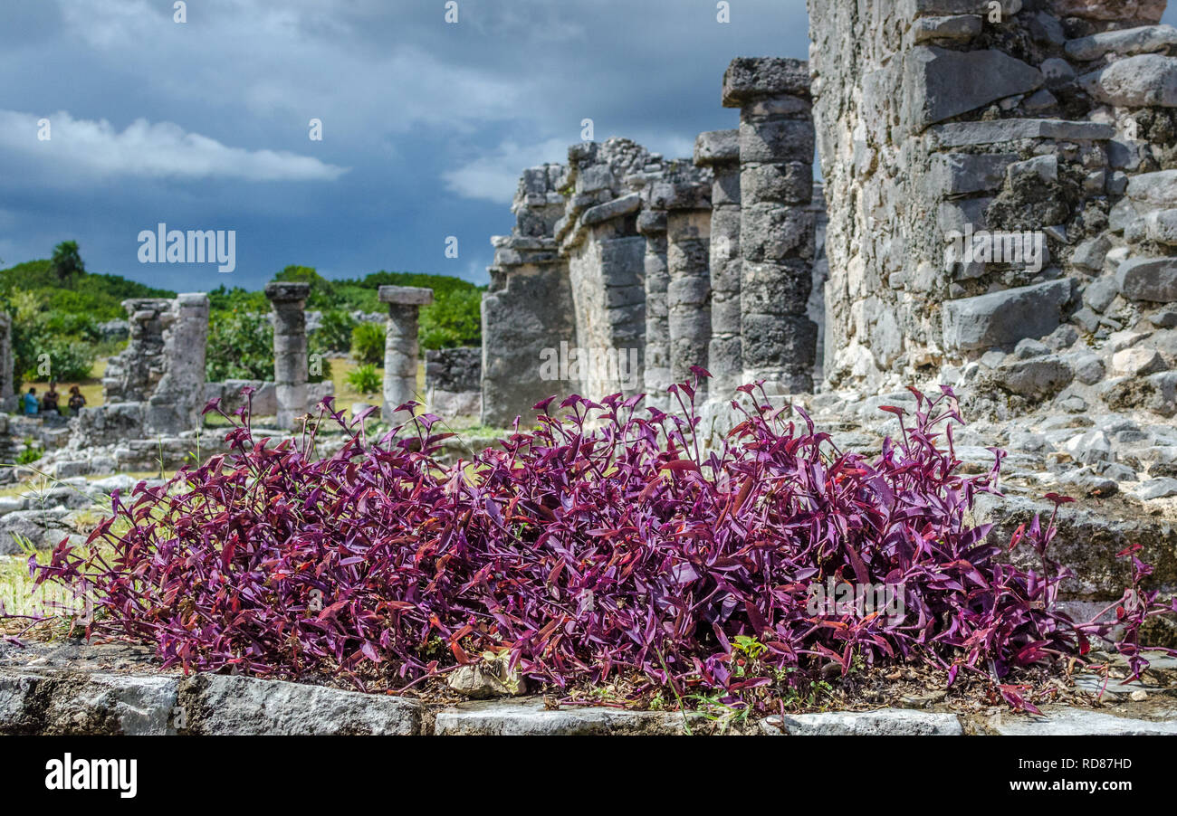 Maya Ruinen an einem bewölkten und regnerischen Tag Stockfoto
