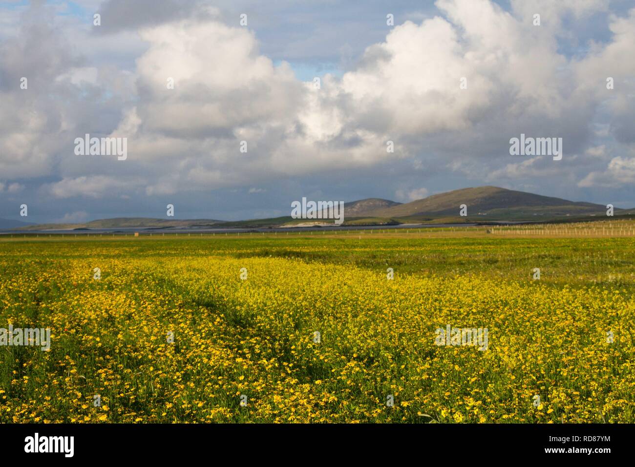 Mais-Ringelblume (Chrysanthemum Segetum), seltene Maisfeld Unkraut, wichtig für Wirbellose Tiere Stockfoto