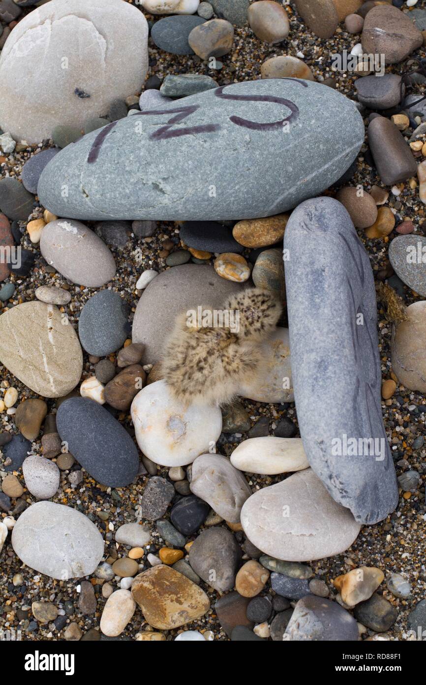 Zwergseeschwalbe (Sterna Albifrons), frisch geschlüpfte Küken im Nest abkratzen, gekennzeichnet mit Nest für Id, die naturschützer durch Birdwatch Irland. Stockfoto