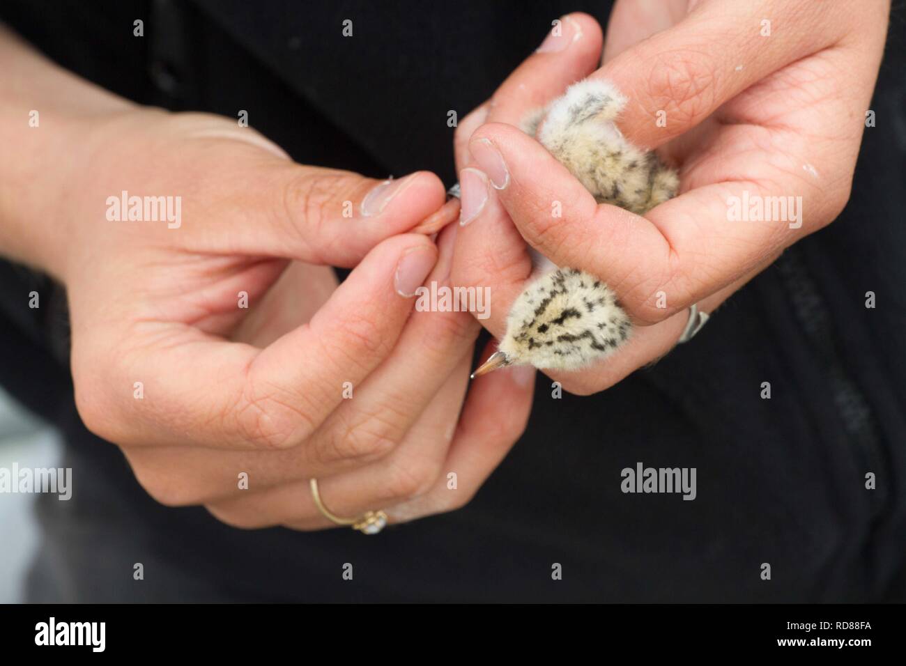 Zwergseeschwalbe (Sterna Albifrons) Frisch geschlüpfte Junge gemessen und durch Wissenschaftler wog Lebenszyklus und die Eignung in Bezug auf den Klimawandel. Stockfoto