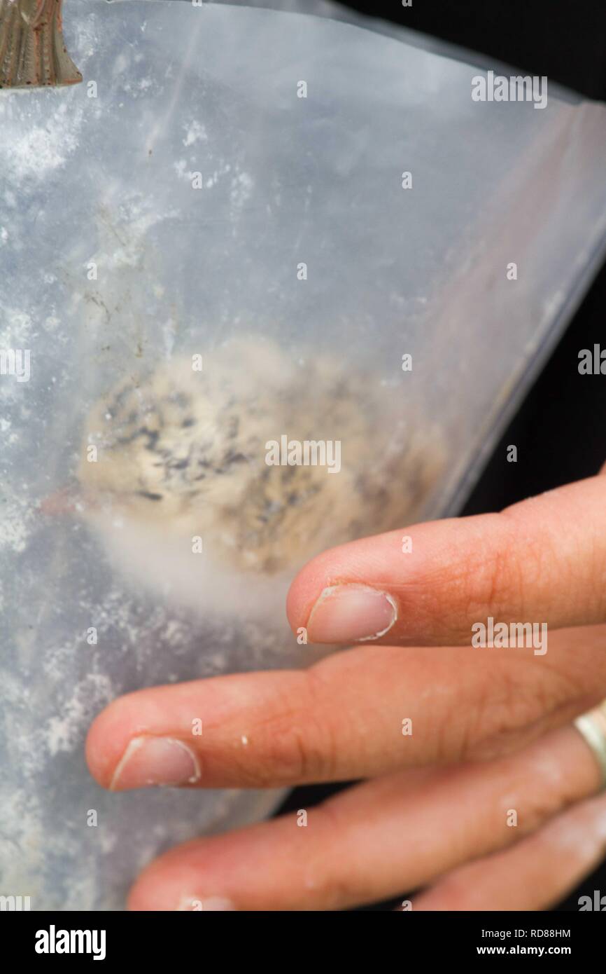 Zwergseeschwalbe (Sterna Albifrons) Frisch geschlüpfte junge Sprosse für Wissenschaftler, die über Migration und Langlebigkeit zu finden. Stockfoto