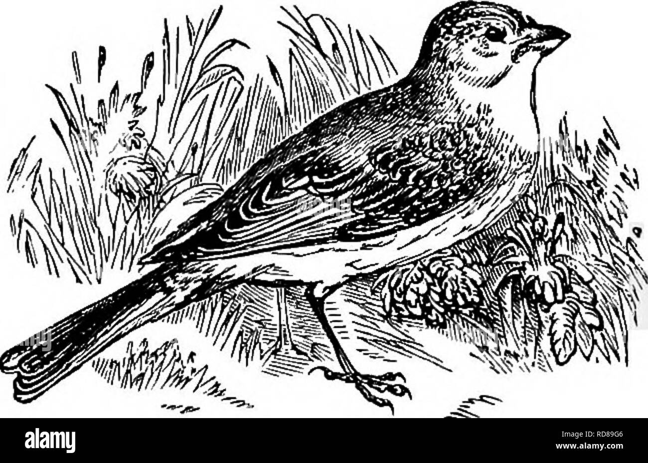 . Die populäre Naturgeschichte. Zoologie. die frische Luft des Landes Bauernhof, mitten in der überfüllten Stadt oder unter den fremden Sehenswürdigkeiten und Klänge von einem großen Bahnhof, Behandlung mit gleicher Gleichgültigkeit der langsamen Wagen - Pferde, da sie bewusst die Last über die Landstraßen ziehen, die laut Fahrerhäuser und Omnibusse, wie sie über die Stadt Bürgersteige Rattle, und das Schnauben, Puffing-Motoren, wie sie durch die Stationen mit einer Geschwindigkeit, die die Erde beben unter ihren schrecklichen Rush. Obwohl seine gewöhnliche Nahrung besteht aus Insekten und Körner, die beide Artikel es o Stockfoto