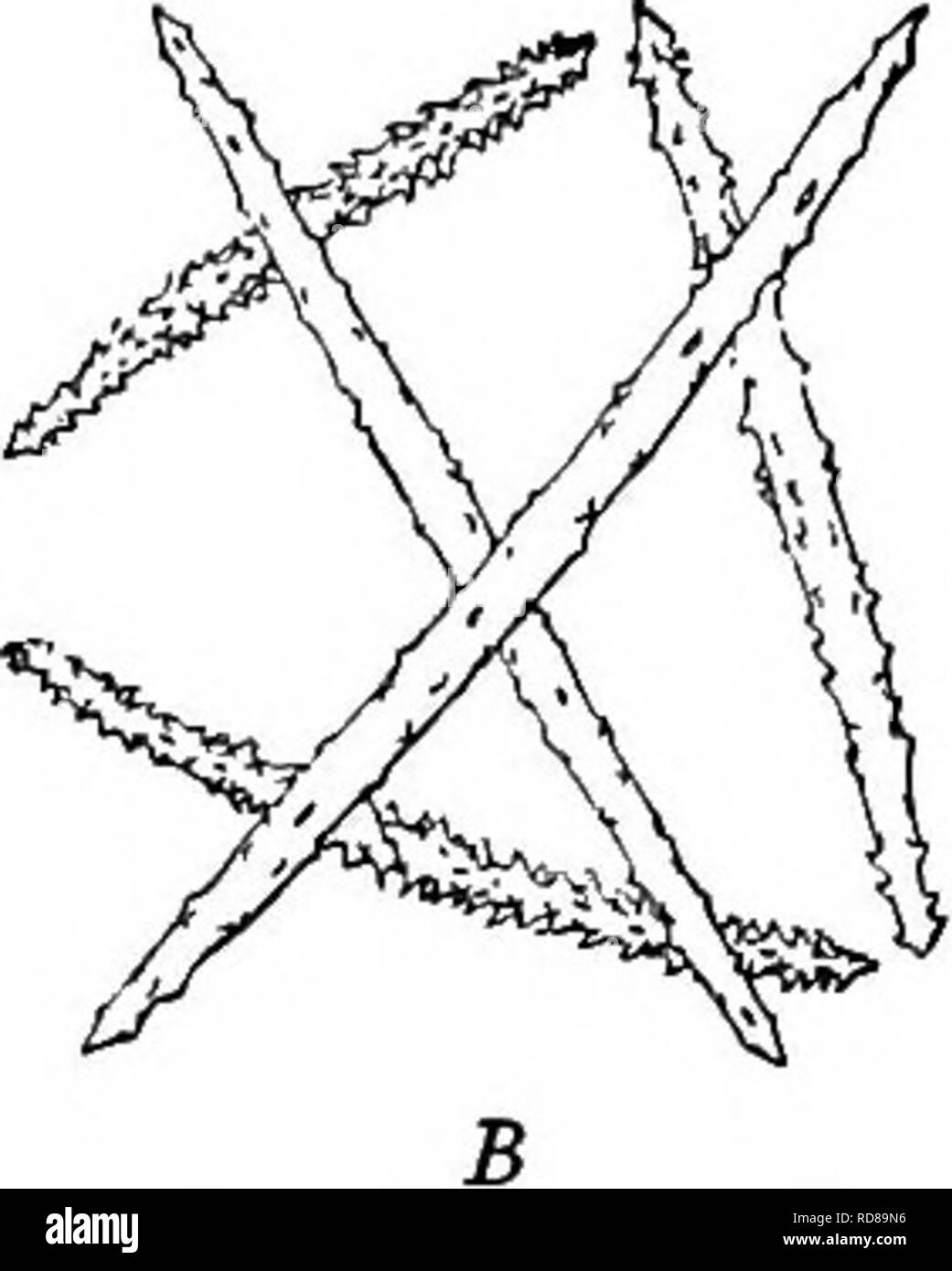 . Süßwasser-Biologie. Süßwasser-Biologie. Abb. 563. Spongilla igloviformis. A. in der Seitenansicht der kuppelförmigen Gruppe von gemmules. (Foraminalen Tubuli nach innen zu öffnen und sind unsichtbar.) X 25. B. in zwei Arten von spicules hier dargestellt; Skelett spicules, schwach Spined: "parenchymal spicules" fast gleich lange, aber mehr Dornfortsätze. X 100. (Nach Potts.) 9 (6) Gemmules nicht in Schichten oder Gruppen Lo10 (11), Dermaler spicules birotulate. . Spongilla novae-terrae Potts 1886. Schwamm inkrustierende, gemmules vielmehr zahlreiche, sehr groß, Kruste abwesend oder unauffällig. Skelett spicules relativ wenige, schlank, gra Stockfoto