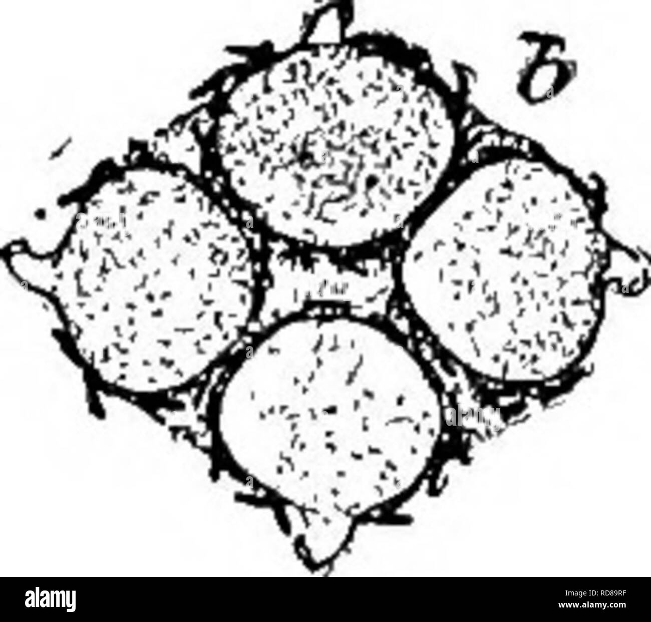 . Süßwasser-Biologie. Süßwasser-Biologie. Die Schwämme (Porifera) 307 7 (8) die Tubuli der gemmules nach oben oder nach außen von der Gruppen. Spongilla fragilis Leidy 1851. Schwamm inkrustierende in subcircular Patches, an Kanten dünne, gelegentlich eine oder mehrere cm dick in der Mitte. In den verschiedensten Situationen, scheinbar bevorzugt stehendes Wasser, jedoch auch unter fließendem Wasser. Reichlich vorhanden. Gemmules reichlich vorhanden, vor allem in einer oder mehreren Schichten. Auch in kompakten Gruppen umgeben von einem zellulären Parenchym aufgeladen mit subcylindrical spined acerates. Skelett sUghtly spicules glatte, geschwungene, Ratte Stockfoto