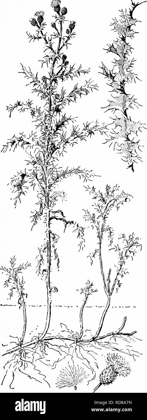 . Handbuch der Natur - Studie für Lehrer und Eltern, auf dem Cornell Natur - Studie Merkblätter. Die Natur studieren. Studie 565 MethodâA wild-flower Distel Pflanze, die in die Wurzel und schoolroomââ allâand in Wasser gelegt wird und für diese Lektion dienen. Die Fragen sollen die Schülerinnen und Schüler gegeben werden, wo Disteln gefunden werden. Die Thistle wird für die Lektion. Observationsâi. Wo finden Sie die Disteln wachsen? Finden Sie mehr als eine spe-Cies dicht wachsen zusammen? Haben Sie irgendwelche der gemeinsamen Disteln in Erde, die diese Jahreszeit angebaut wurde wachsenden finden? 2. Beschreiben der Halm, ist Stockfoto