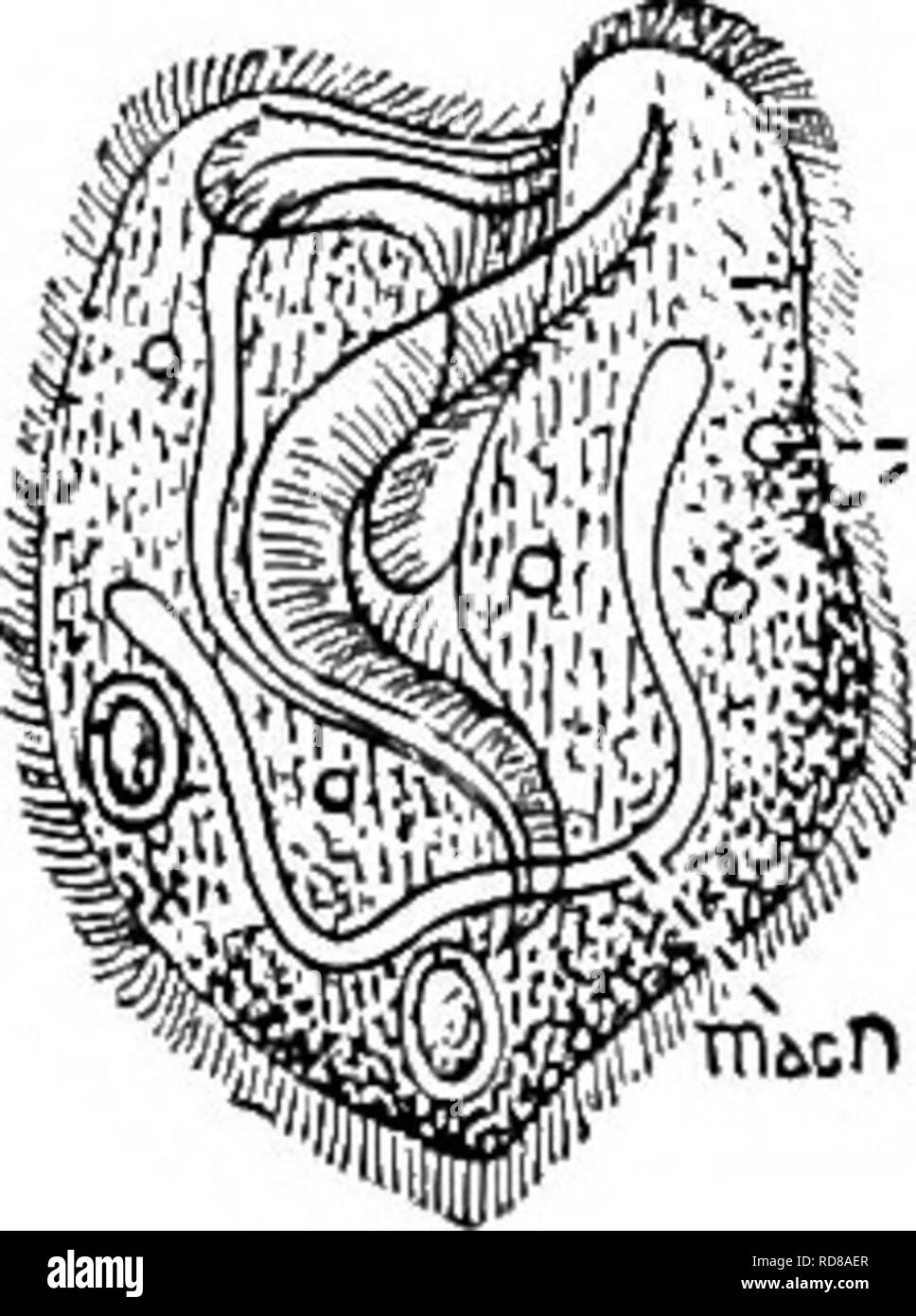 . Süßwasser-Biologie. Süßwasser-Biologie. CILIATE PROTOZOEN (INFUSORIA) 28 s. 114 (113) ohne ein undulating Membrane in der peristome. Körper Geldbeutel-förmige, schräg vor; peristome Trichterförmigen, open-ing auf der ventralen Seite durch einen Schlitz bis zur Mitte des Körpers. Membranellae auf der linken Seite des peristome Bursaria Muller. Vertreter der Spezies. Bursaria truncatella Muller 1786. Kern band - wie; kontraktile Vakuolen zahlreiche. Länge soo zu 700 li. Teich Wasser. Abb. 511. Bursaria truncatella. cv, kontraktile Vakuole; macn, macronucleus-X 35. (Nach Kent.) 115 (106) Peris Stockfoto