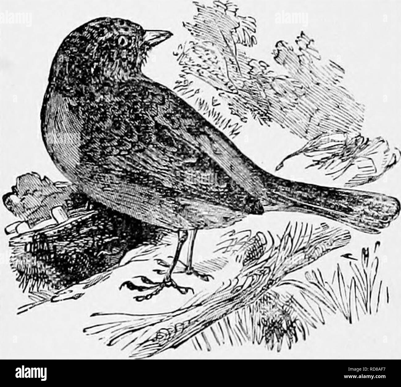 . Die populäre Naturgeschichte. Zoologie. 3 ia DIE HECKE SPATZ.. HEDGE SPARROW, oder ACCENTOR. {^ Accentor modidarius.) Moose, Wolle, Haare, und die Eier sind in der Regel fünf an der Zahl, von einem hellen blau-grüne Farbe. Manchmal, aber sehr selten, sechs Eier in einem Nest gefunden. Der Song ol der Hedge Accentor ist süß, aber nicht vielfältig noch leistungsfähig und hat einen eigenartigen klagende Luft über es. Der Vogel ist eine ausdauernde turoughout songster, weiterhin einen großen Teil des Jahres zu singen, und nur aufzuhören, während der Zeit der normalen mausern. Wie viele andere Vögel Trillern, besitzt Es considerabl Stockfoto