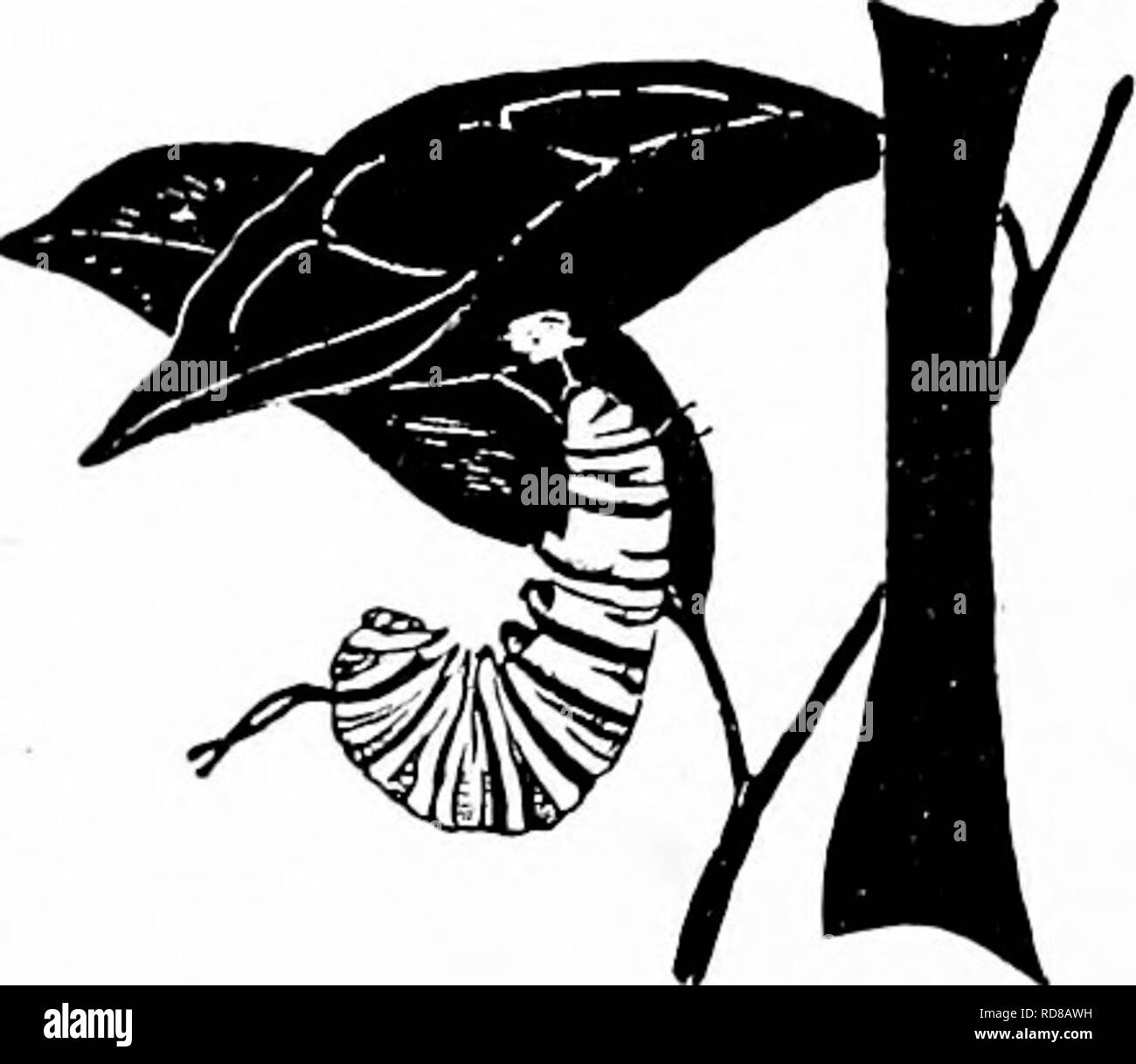 . Handbuch der Natur - Studie für Lehrer und Eltern, auf dem Cornell Natur - Studie Merkblätter. Die Natur studieren. 540 Hmidhook von Nature-Sludy. Der SEIDENPFLANZEN Lehrer Geschichte" wenig Weber der Sommer, mit Sunbeam shuttle hell. Und Webstuhl von Sterblichen unsichtbar, Sie sind Tag und Nacht. Weberei fairy Threads als hauchdünne, und weich wie Cloud Schwäne, In weiten blauen Himmel - land Flüsse, Felder oberhalb der Erde der Grünen." âRay Laurance gesehen. S es andere junge Pflanze, zeigt seine Baby-Kleidung wie die Jungen milkweed! Wenn es darum geht, durch den Boden, jedes Blatt ist in Längsrichtung um gefaltet Stockfoto