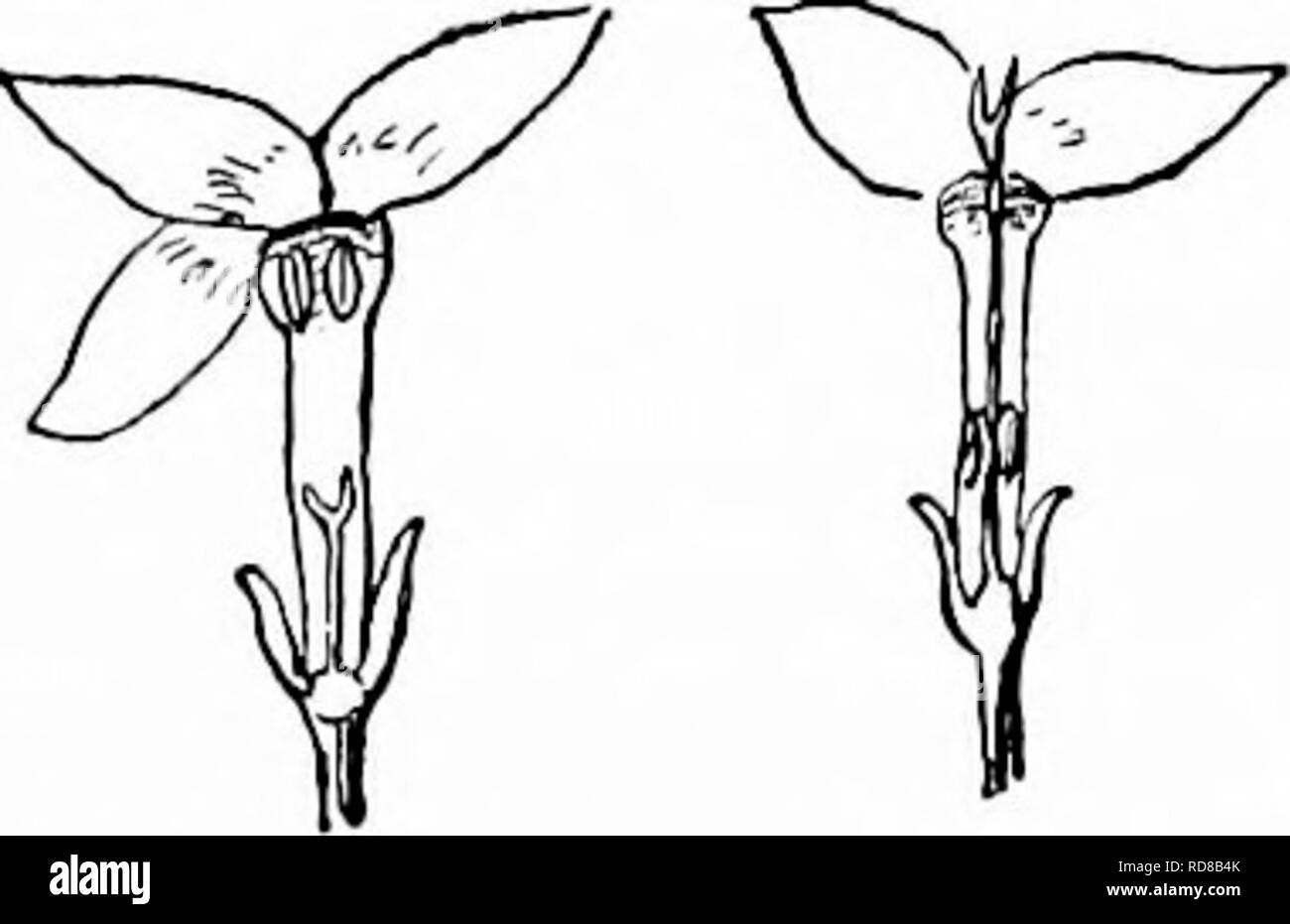 . Handbuch der Natur - Studie für Lehrer und Eltern, auf dem Cornell Natur - Studie Merkblätter. Die Natur studieren. Bluets. Foto von Cyrus Crosby. Der BLUETS Lehrer Geschichte im April, große blaue Flecken erscheinen in einigen Wiesen, scheinen-ing fast wie Reflexionen aus dem Himmel; und doch, wenn wir uns genau ansehen, die Blumen, die diese azurblauen Farbton zu den Feldern geben, finden wir, dass sie mehr Lavendel sind als Blau. Die blumenkrone Der bluet ist ein Rohr, Ausbreiten in vier lange, Lavendel, Blütenblatt - wie Lappen; jeder Lappen ist blasser in Richtung Rahmen, und die Öffnung der Tube hat einen Ring von leuchtend gelben Abou Stockfoto . Handbuch der Natur - Studie für Lehrer und Eltern, auf dem Cornell Natur - Studie Merkblätter. Die Natur studieren. Bluets. Foto von Cyrus Crosby. Der BLUETS Lehrer Geschichte im April, große blaue Flecken erscheinen in einigen Wiesen, scheinen-ing fast wie Reflexionen aus dem Himmel; und doch, wenn wir uns genau ansehen, die Blumen, die diese azurblauen Farbton zu den Feldern geben, finden wir, dass sie mehr Lavendel sind als Blau. Die blumenkrone Der bluet ist ein Rohr, Ausbreiten in vier lange, Lavendel, Blütenblatt - wie Lappen; jeder Lappen ist blasser in Richtung Rahmen, und die Öffnung der Tube hat einen Ring von leuchtend gelben Abou Stockfoto