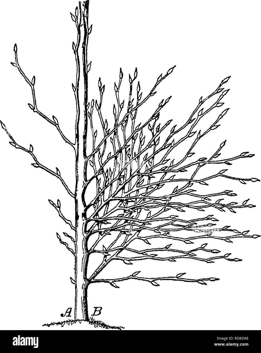. Auf die Forstwirtschaft Ermittlungen der US-Landwirtschaftsministerium berichten. 1877-1898. Die Wälder und die Forstwirtschaft. 270 FOEESTBY TIONb INVLbTIGi - US-Landwirtschaftsministerium. Die Abb. 28 - Bud Entwicklung oi bi ech Wenn alle iorraed Knospen waren zu leben, kann ein fehlerhaftes zu &Amp;® s elop JB Wie wäre es Bo ist es ist der Mensch} Knospen die kleinen Sämlinge vieler, vor allem den Nadelbäumen, sehr empfindlich sind und bleiben sehr klein ist die erste Eason, - Sie müssen daher den schützenden Schatten der Mutter Bäume, oder künstliche Schattierung und auch Schutz gegen Unkraut. Die Menge an Licht oder Schatten gegeben requnes Sorgfältige regul Stockfoto