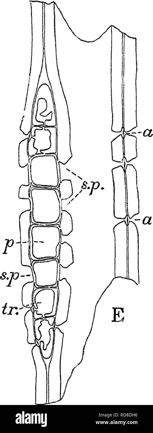 . Auf die Forstwirtschaft Ermittlungen der US-Landwirtschaftsministerium berichten. 1877-1898. Die Wälder und die Forstwirtschaft. Radiale Abschnitte von Pinus i/Eda und Tangentialschnitt von Pinus palustris und echinata 4 und 5, Pinus tjcda radialen Abschnitte, m7, medullaiy Strahlen, Tr, tracheiden p paienchyma der Strahlen 9 p, einfache Grube 6 p, grenzt Grube, c tr, gemeinsame Tracheiden C B Tangentialschnitt C, Prus palustris Lett hand pait in spnngwood Lichtband poition m summersood DE, Pinus eohinata D, Abschnitt m sptmgwood, ac medullaiy ich Tage, ein kleiner Lichtblick aus Tracheiden c, nur ein "Tupel 11 Ray, d, Bord Stockfoto